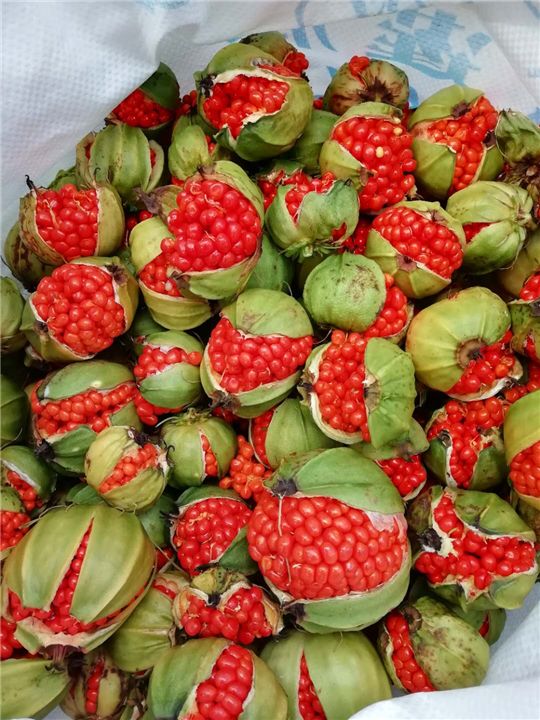 昆明种籽批发