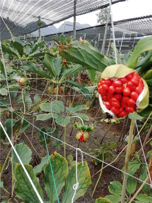 保山种籽