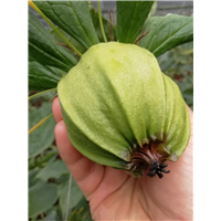 贵阳种苗批发 