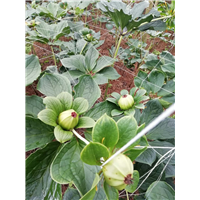 昆明种苗批发