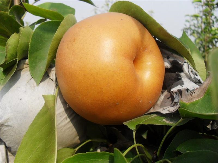 山东梨苗价格