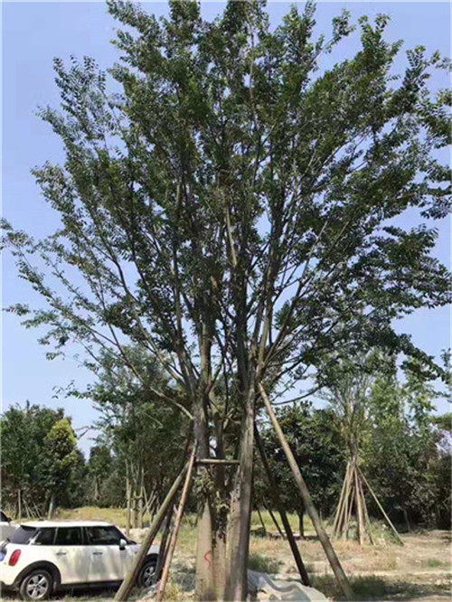 四川丛生朴树苗木供应