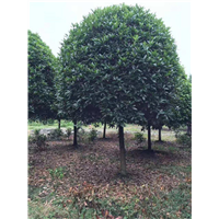 高杆桂花价格多少 
