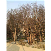 重庆茶条槭种植基地