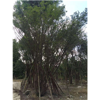 丛生茶条槭苗木基地