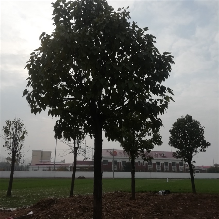 周口楸树：周口金丝楸树：周口楸树苗