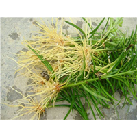 浙江植物快繁