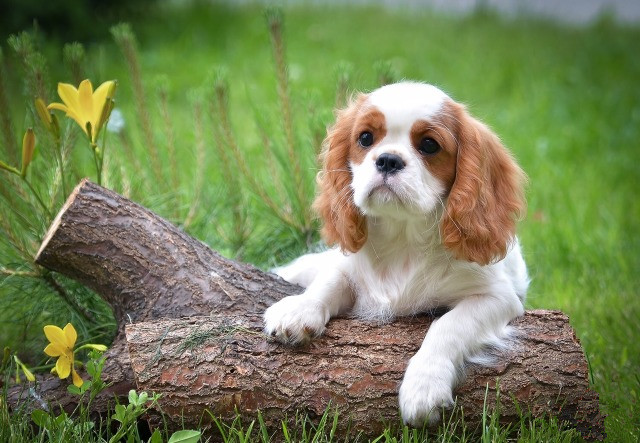 【骑士查理王小猎犬】骑士查理王小猎犬图片介绍 