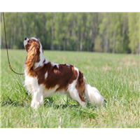 【查理王犬】纯种查理王犬外形特征介绍 