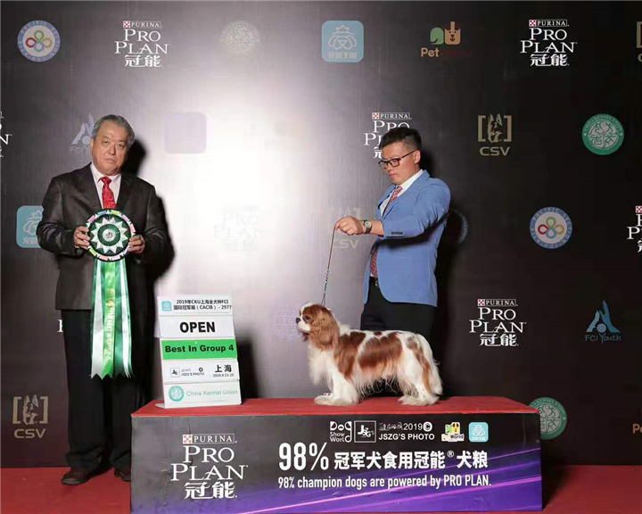 江苏青苹果犬舍直销进口查理王犬-进口查理王世界登录冠军 