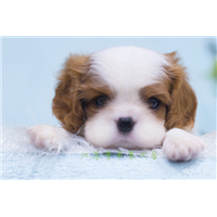 南京骑士查理王犬怎么养-合肥骑士查理王犬提供种犬 