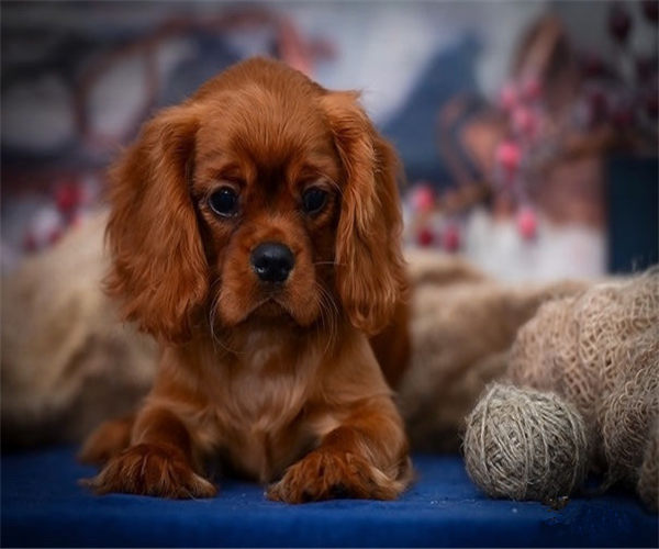 对于有贵族气质的骑士查理王小猎犬,你了解多少呢 