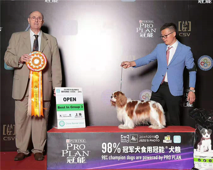本犬舍长年直供查尔斯王骑士猎犬-进口世界登录冠军 