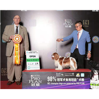 本犬舍长年直供查尔斯王骑士猎