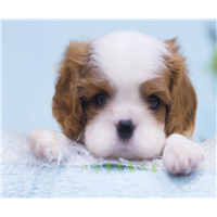对于有贵族气质的骑士查理王小猎犬详细介绍 