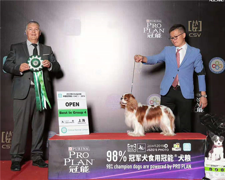 进口查理王两国登录@世界登录冠军@江苏青苹果犬舍 