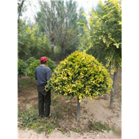 天津金叶榆净球种植基地