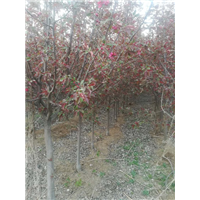 天津北美海棠供货商电话