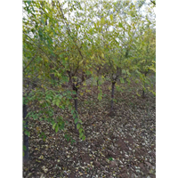 天津低杆金叶榆种植基地