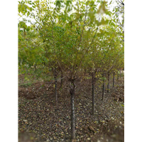 北京低杆金叶榆价格