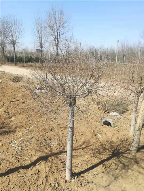北京金叶榆净球价格