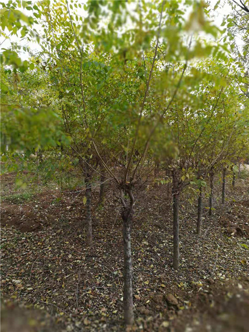 北京低杆金叶榆价格