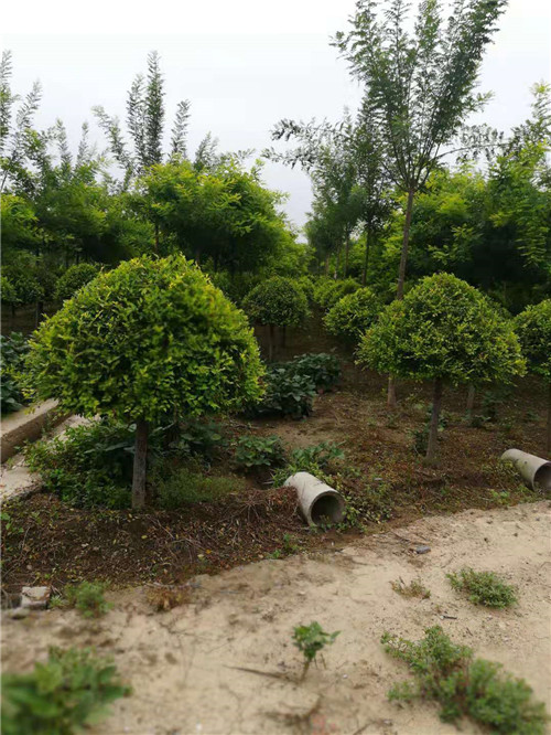 河北金叶榆净球销售