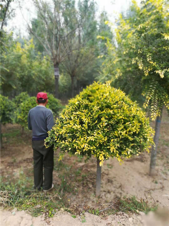天津金叶榆净球种植基地