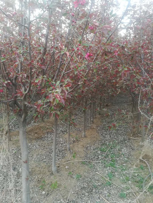 北京北美海棠批发价格
