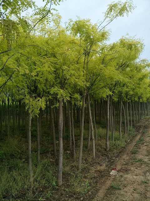 黄金愧 