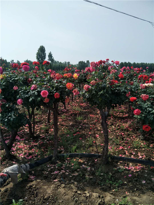 树桩月季 