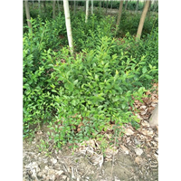 连翘球 