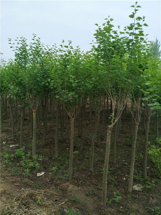 丁香 