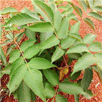 盐肤木苗基地直销现挖现卖