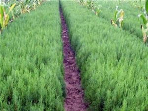 山西侧柏种植基地