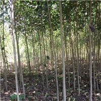 3米大叶女贞树批发价格