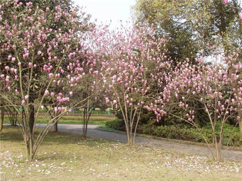 江苏紫玉兰种植基地