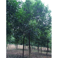 北京大叶女贞种植基地哪家好