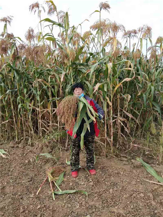 丰润粮食种植 