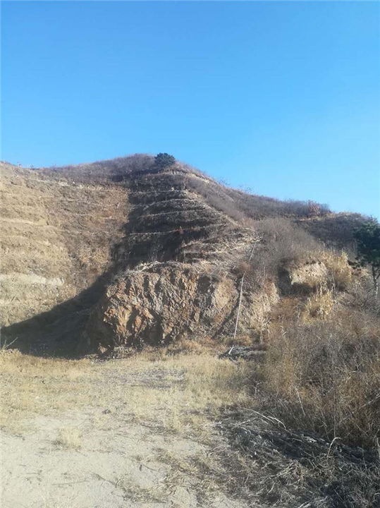 秦皇岛板栗种植 