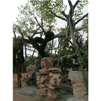 淄博仿真榕树建造