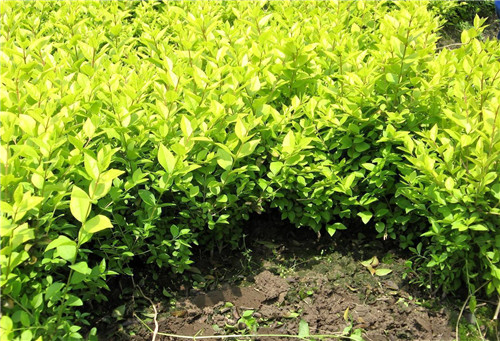 九江大叶女贞种植基地