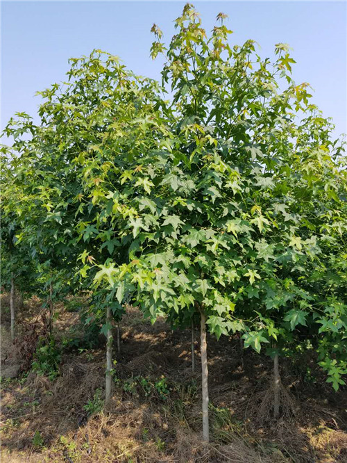 萍乡枫香种植基地
