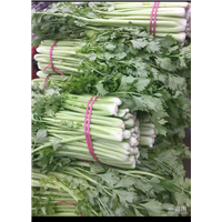 优质芹菜 