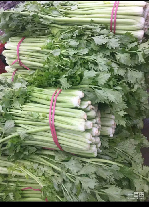 优质芹菜 