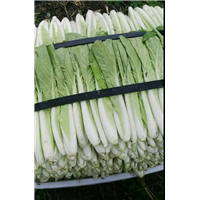 优质白菜 