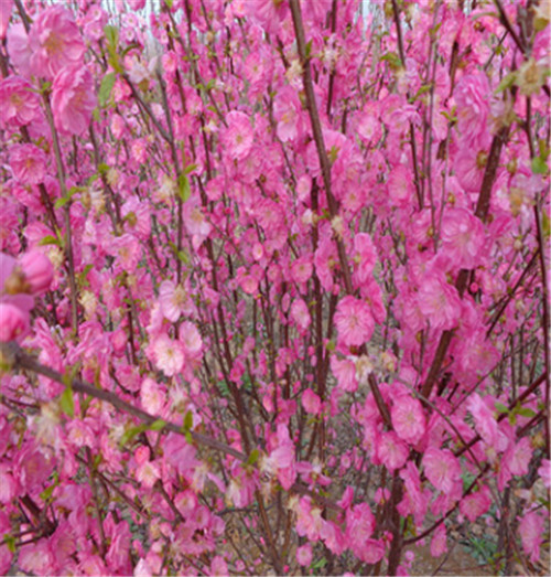河北榆叶梅种植基地