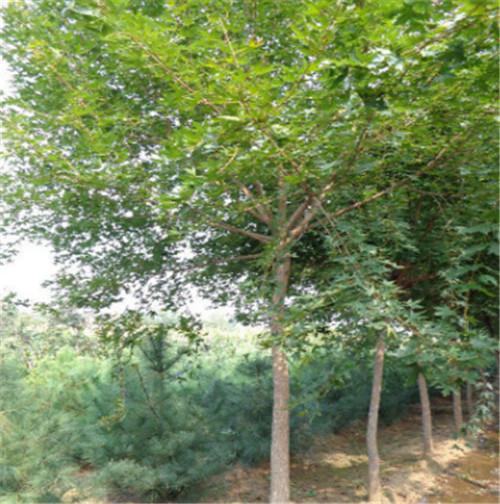 山西五角枫哪家好