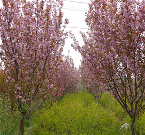 山东樱花种植园