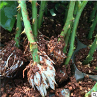 云南观赏玫瑰种苗批发基地 